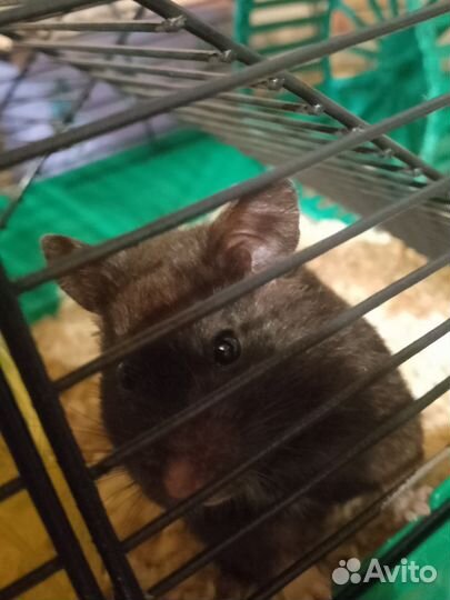 Сирийский хомяк девочка