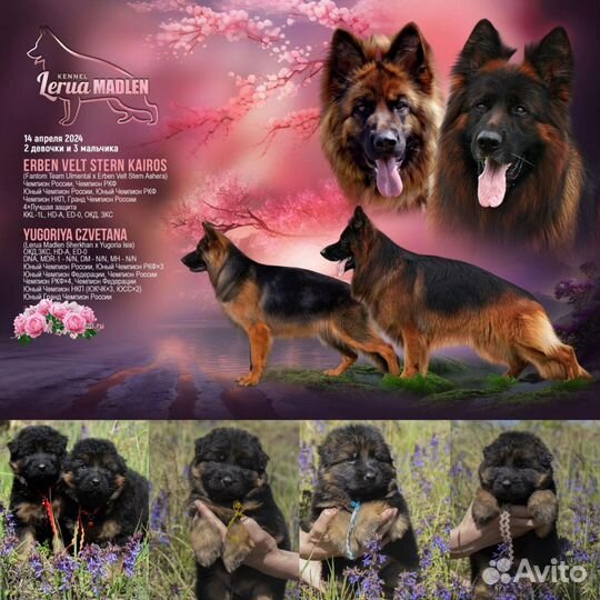 Немецкая овчарка длинношерстная