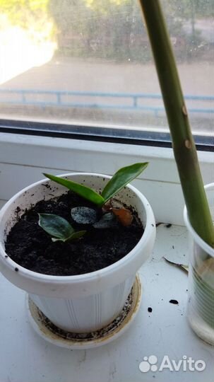 Замиокулькас саженцы