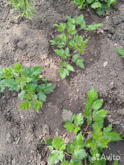 Астильба белая, фиолетовая