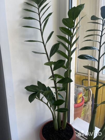 Комнатные растения. Замиокулькас