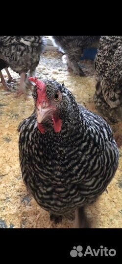 Инкубационное яйцо породистых кур