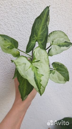 Сингониум три короля