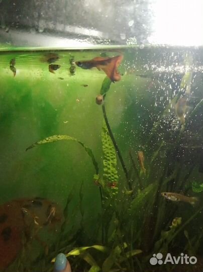 Гуппи рыбки