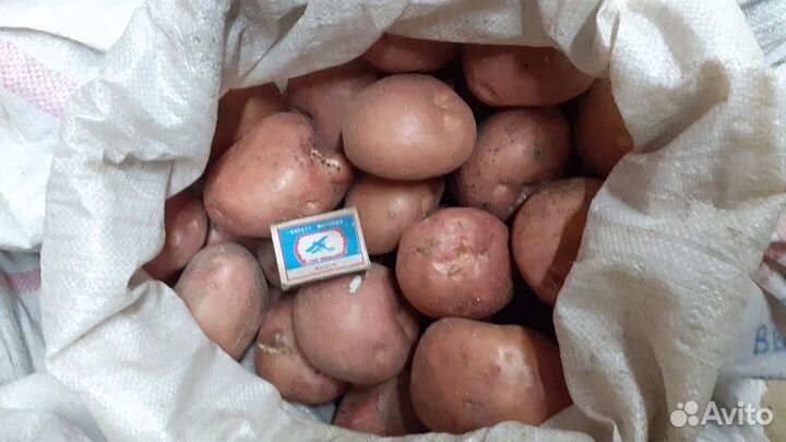 Картофель