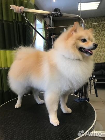 Померанский шпиц вязка