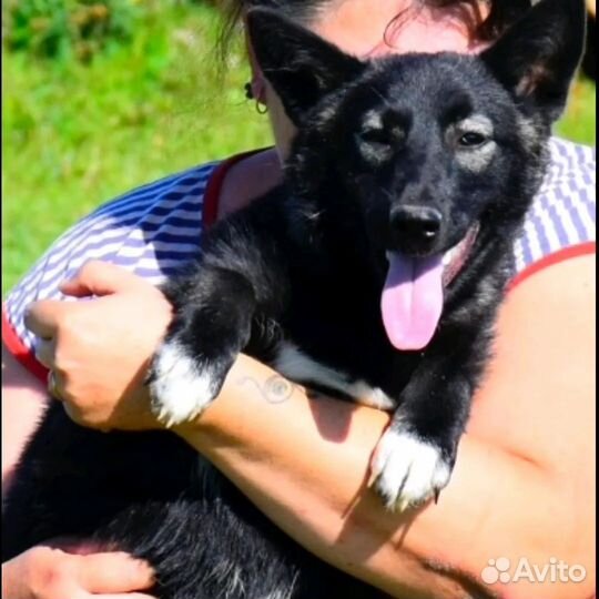 Собака молодая