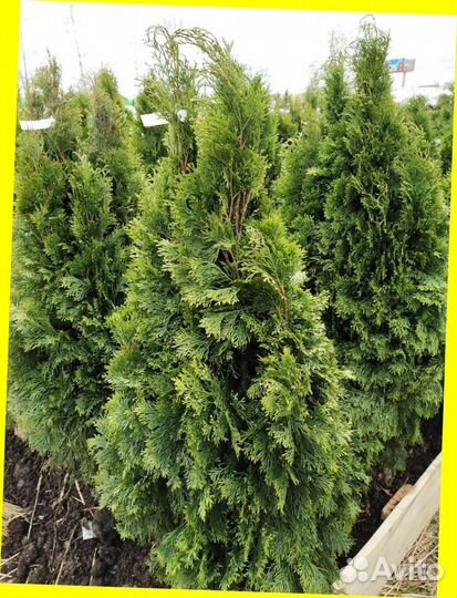 Живая изгородь из туй. Быстрорастущая. Пышная