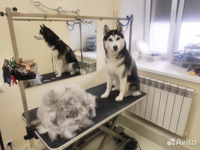 Мытье собак/Экспресс -линька/Груминг