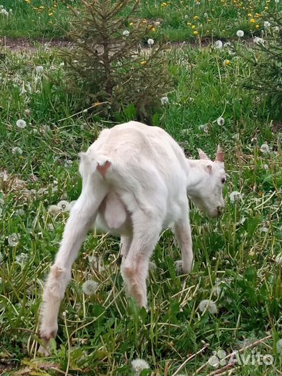 Козочки и козлик