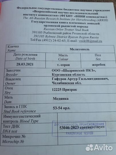 Орловский рысак