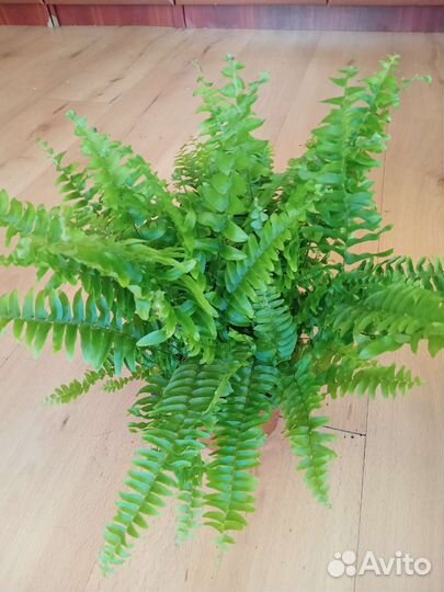 Папоротник Грин Момент