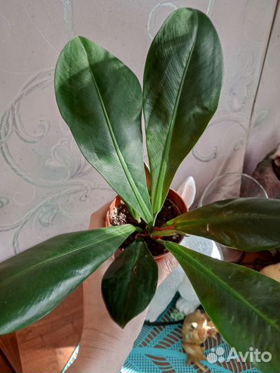 Филодендрон Декуренс