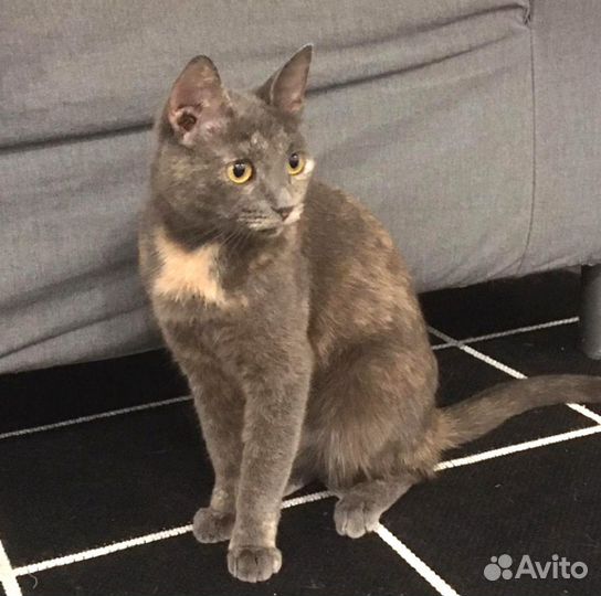 Кошка в добрые руки. Алиса, скромница с бантиком