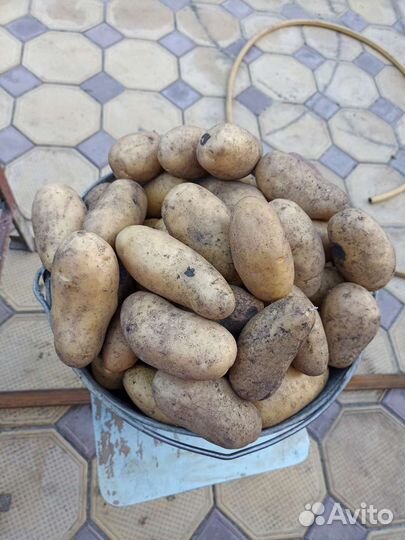 Продам картофель