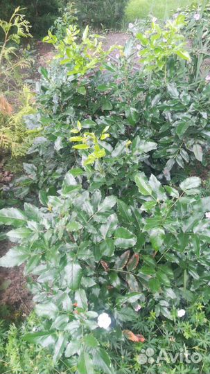 Кустарники