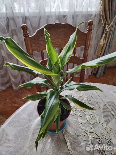 Пальма Юкка