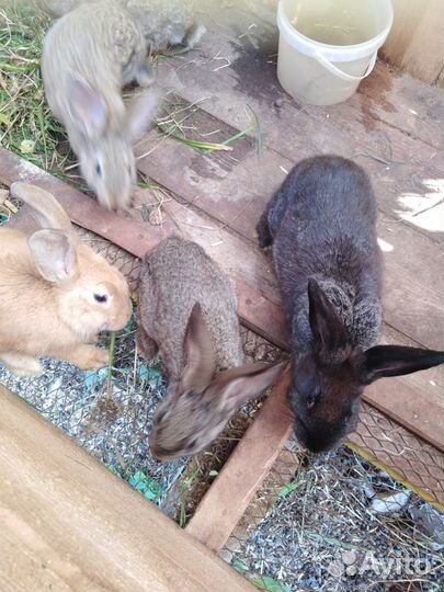 Кролики мясных пород