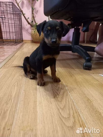 Щенки пинчера