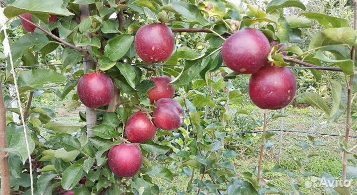 Саженцы яблони