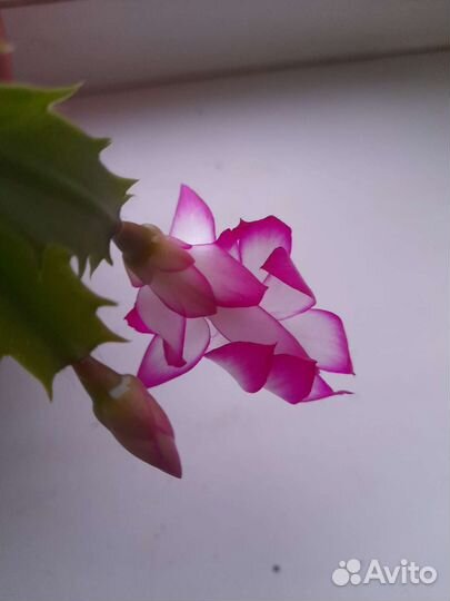 Декабрист белый