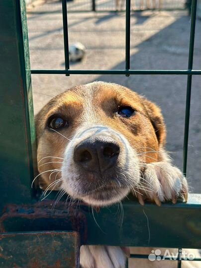 Веста-ребенок в приюте