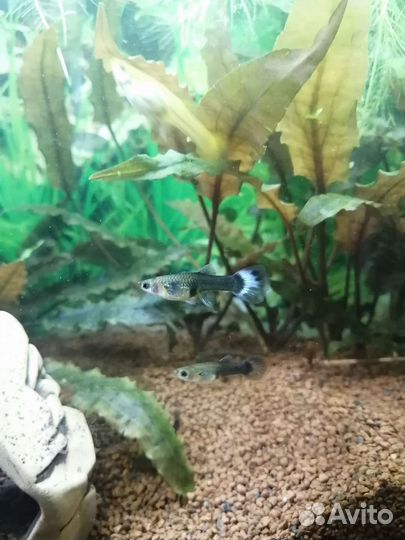 Сомы, Креветки, Гуппи, Улитки, Растения
