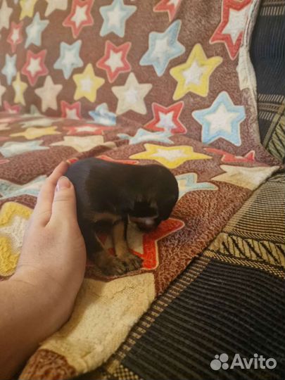 Мини той-терьер