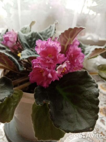 Фиалка в горшках