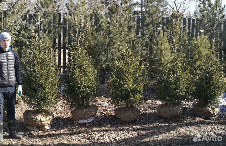 Сибирская ель экстра класс. Саженцы