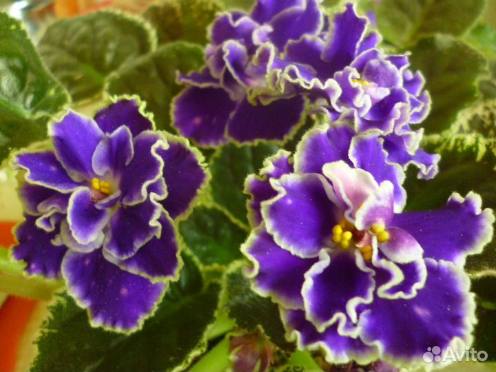 Фиалки сортовые