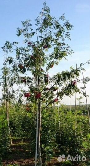 Саженцы Рябина обыкновенная Edulis