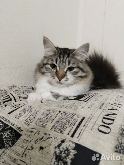 Сибирская кошка