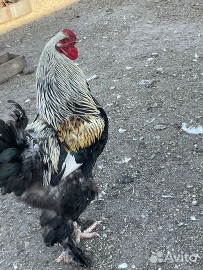 Петух порода Брама(темное серебро)