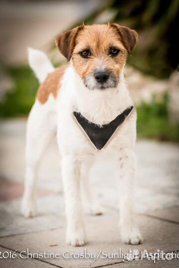 Предлагается для вязок кобель Парсон Рассел терьер