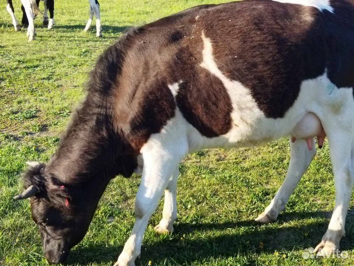 Телка стельная