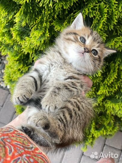 Котятя шиншила