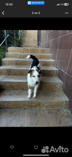 Собака в добрые руки (фокстерьер)