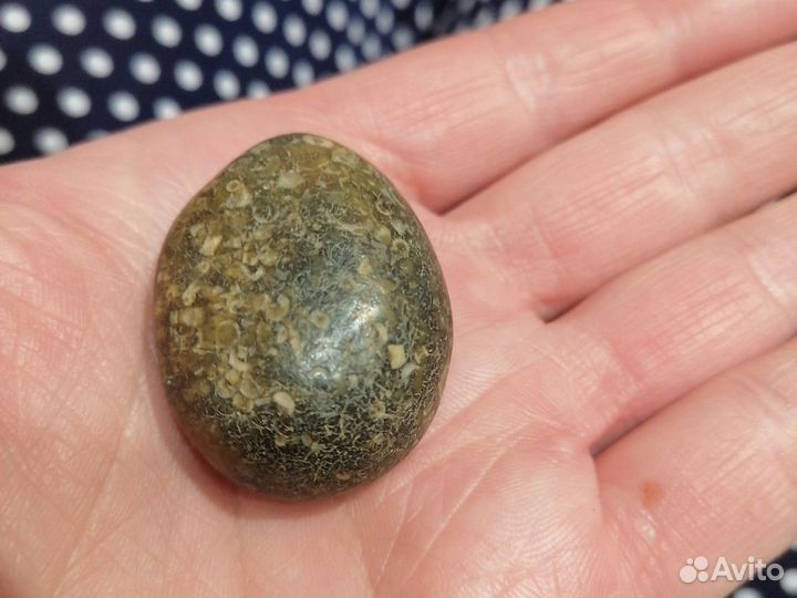 Окаменелости аммониты