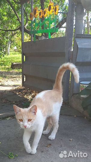 Кошка в дар бесплатно
