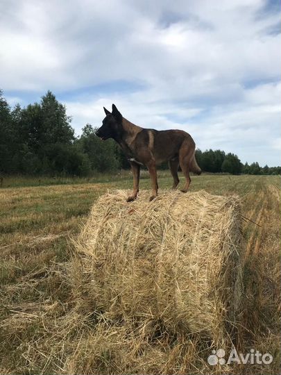 Кинолог, специалист по поведению собак с выездом