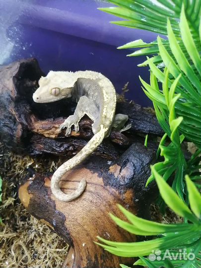 Реснитчатые бананоеды. Самец и самка