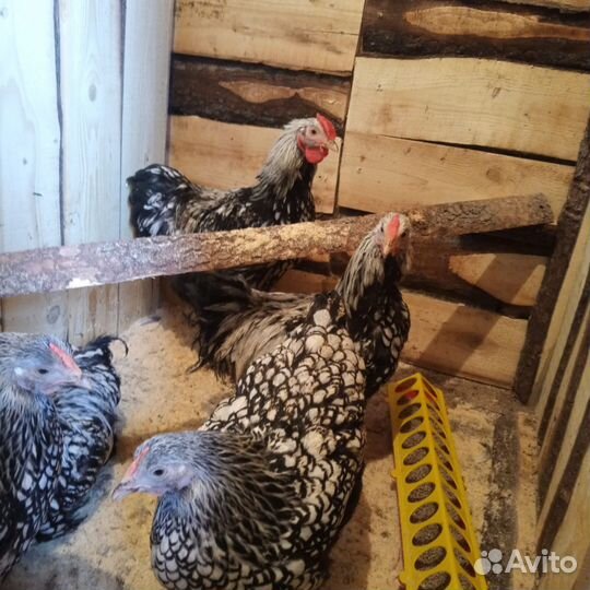 Инкубационное яйцо фавероль