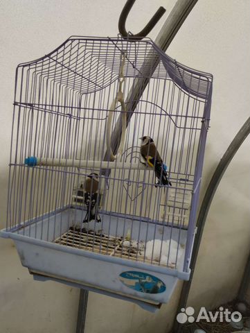 Чижи щеглы певчие птицы