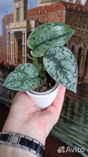 Сциндапсусы. Эпипремнумы