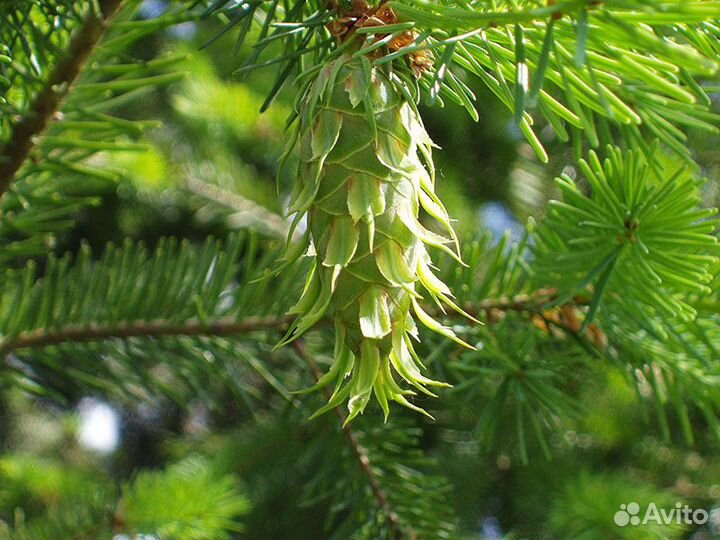 Псевдотсуга тиссолистная/семена