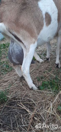 Козы дойные