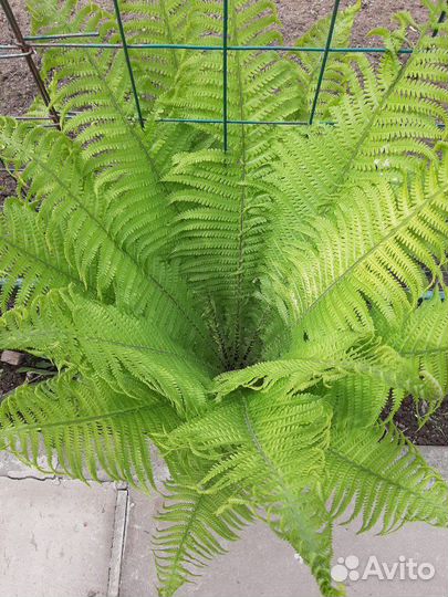 Папоротник сортовой