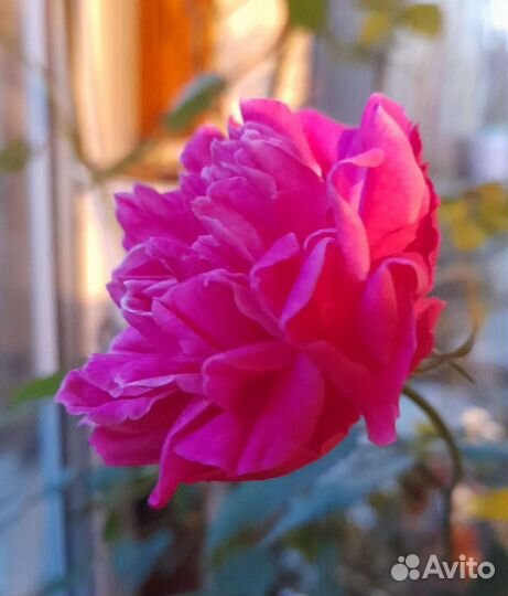 Бенгальская роза