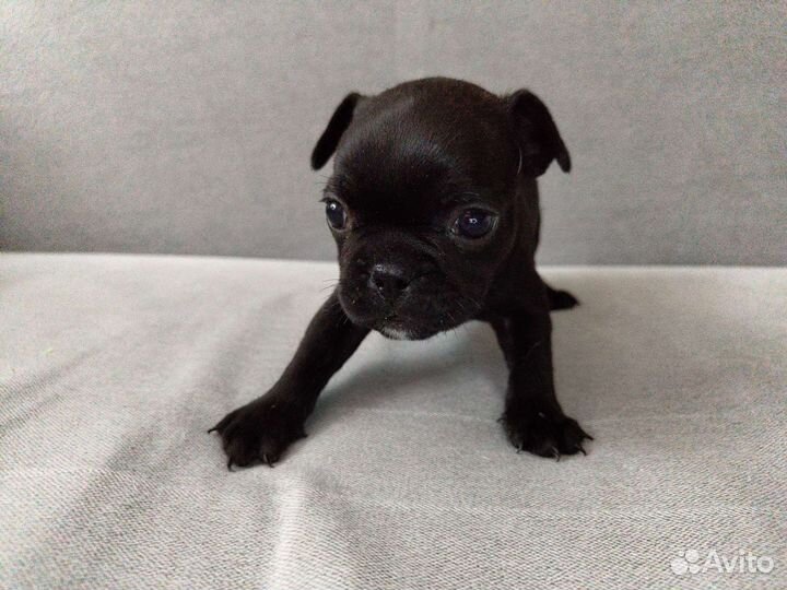 Французский бульдог